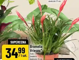 Polomarket Bromelia Vriesea oferta