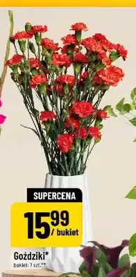 Polomarket Goździki oferta