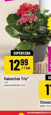 Polomarket Kalanchoe Trio średnica doniczki 13 cm oferta