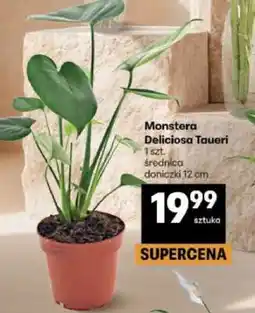 Delikatesy Centrum Monstera Deliciosa Tauerii oferta