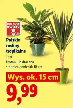 Lidl Polskie rośliny tropikalne oferta