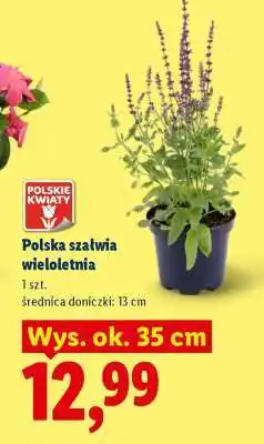Lidl Polska szałwia wieloletnia oferta