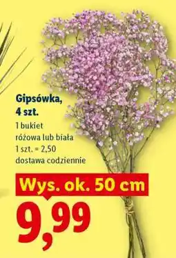 Lidl Gipsówka, 4 szt oferta