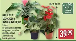 ALDI GARDENLINE Egzotyczne kwiaty kwitnące oferta