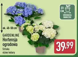 ALDI GARDENLINE Hortensja ogrodowa oferta