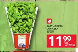 Selgros Bazylia Duża Doniczka oferta
