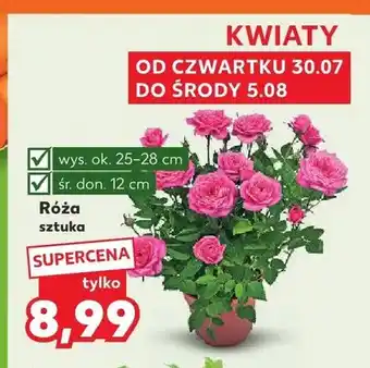 Kaufland Róża oferta