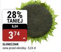bi1 SŁONECZNIK oferta