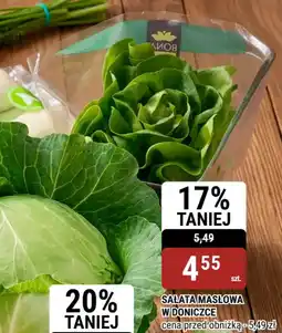 bi1 Salata masłowa w doniczce oferta