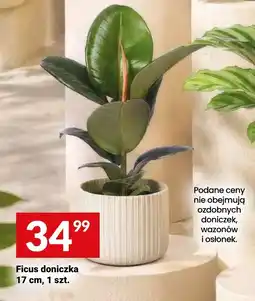 Twój Market Ficus doniczka oferta