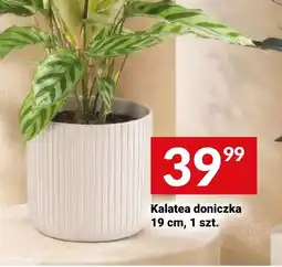 Twój Market Kalatea doniczką oferta