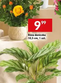 Twój Market Róża doniczka oferta