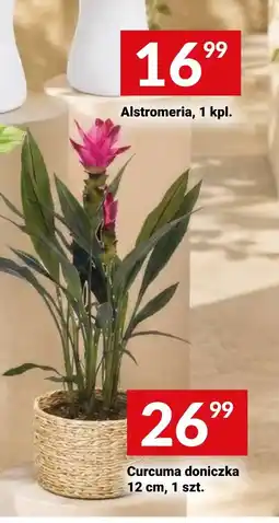 Twój Market Curcuma doniczka oferta