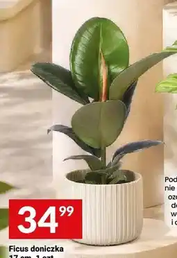 Twój Market Ficus doniczkowa 17 cm oferta