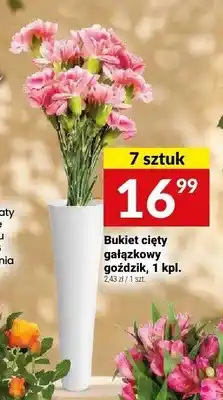 Twój Market Bukiet cięty gałązkowy goździk oferta