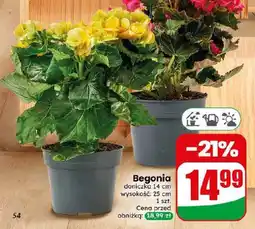 Dino Begonia oferta