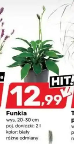 Bricomarche Funkia oferta