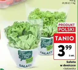 Intermarche Sałata multicolor w doniczce Z Sadów i Pól oferta
