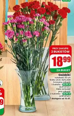 Dino Goździki oferta