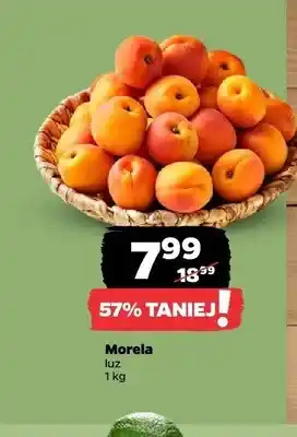 Netto Morela luz oferta