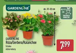 ALDI Kalanchoe Gardenline oferta