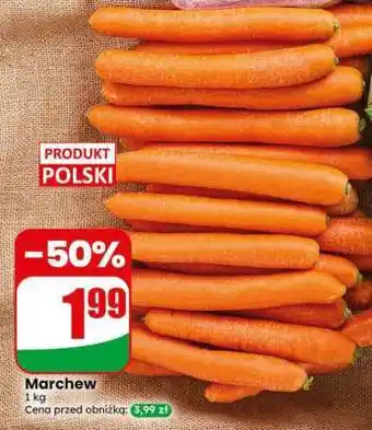 Dino Marchew oferta