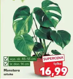 Kaufland Monstera oferta