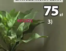 JYSK Zawieszka z rośliną oferta