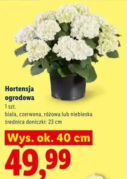 Lidl Hortensja ogrodowa oferta