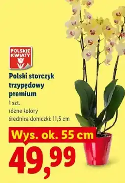 Lidl Polski storczyk trzypędowy premium oferta