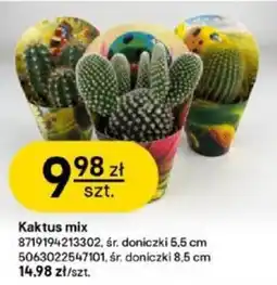 Castorama Kaktus mix oferta