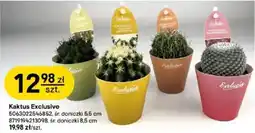 Castorama Kaktus Exclusive oferta