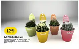 Castorama Kaktus Exclusive śr. doniczki 8,5 cm oferta