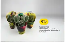 Castorama Kaktus mix śr. doniczki 5,5 cm oferta