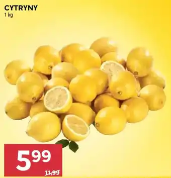 Stokrotka Cytryny oferta