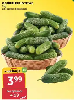 Stokrotka Ogórki Gruntowe oferta