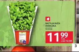Selgros Bazylia oferta