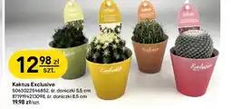 Castorama Kaktus oferta