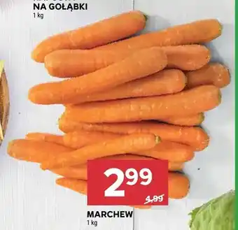 Stokrotka Marchew oferta