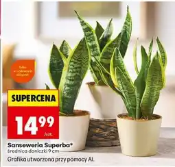 Biedronka Sansewieria Superba oferta