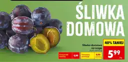 Biedronka Śliwka Domowa oferta