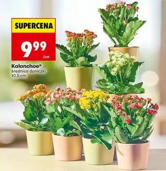Biedronka Kalanchoe* oferta