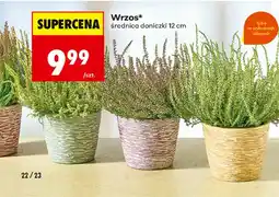 Biedronka Wrzos* oferta