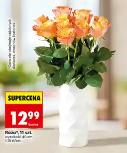 Biedronka Róża* oferta