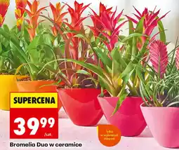 Biedronka Bromelia Duo w ceramice oferta