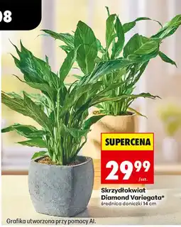 Biedronka Skrzydłokwiat Diamond Variegata oferta