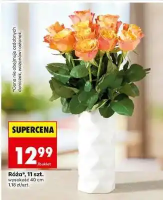 Biedronka Róża 11 szt oferta