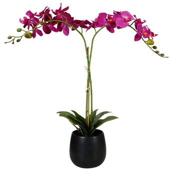 Action Orchidea w doniczce oferta