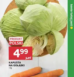 Stokrotka Kapusta Polski oferta