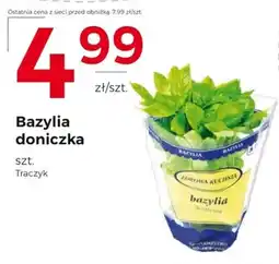 Frac Bazylia doniczka oferta
